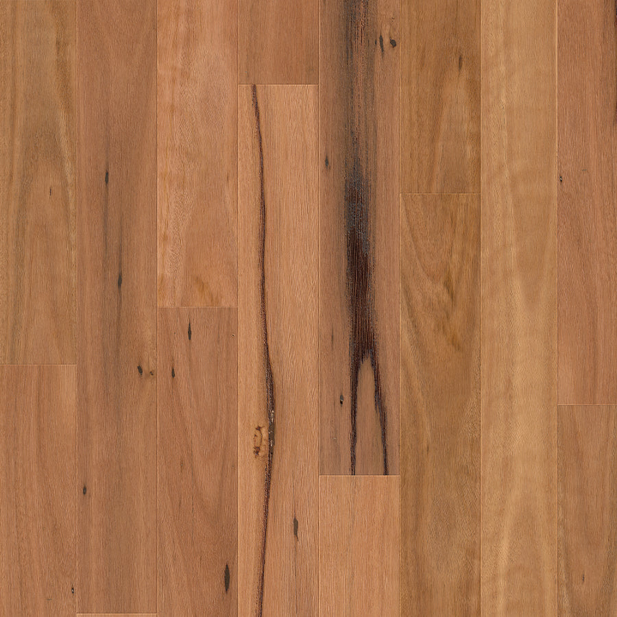Blackbutt 1-strip