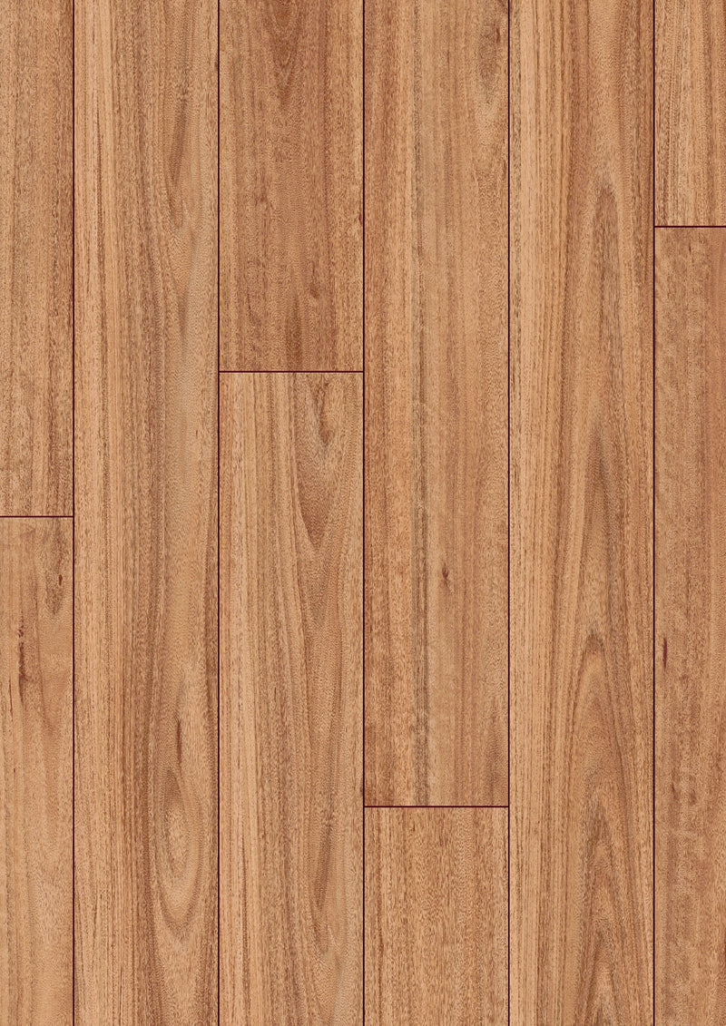 Blackbutt