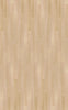 Silk Oak