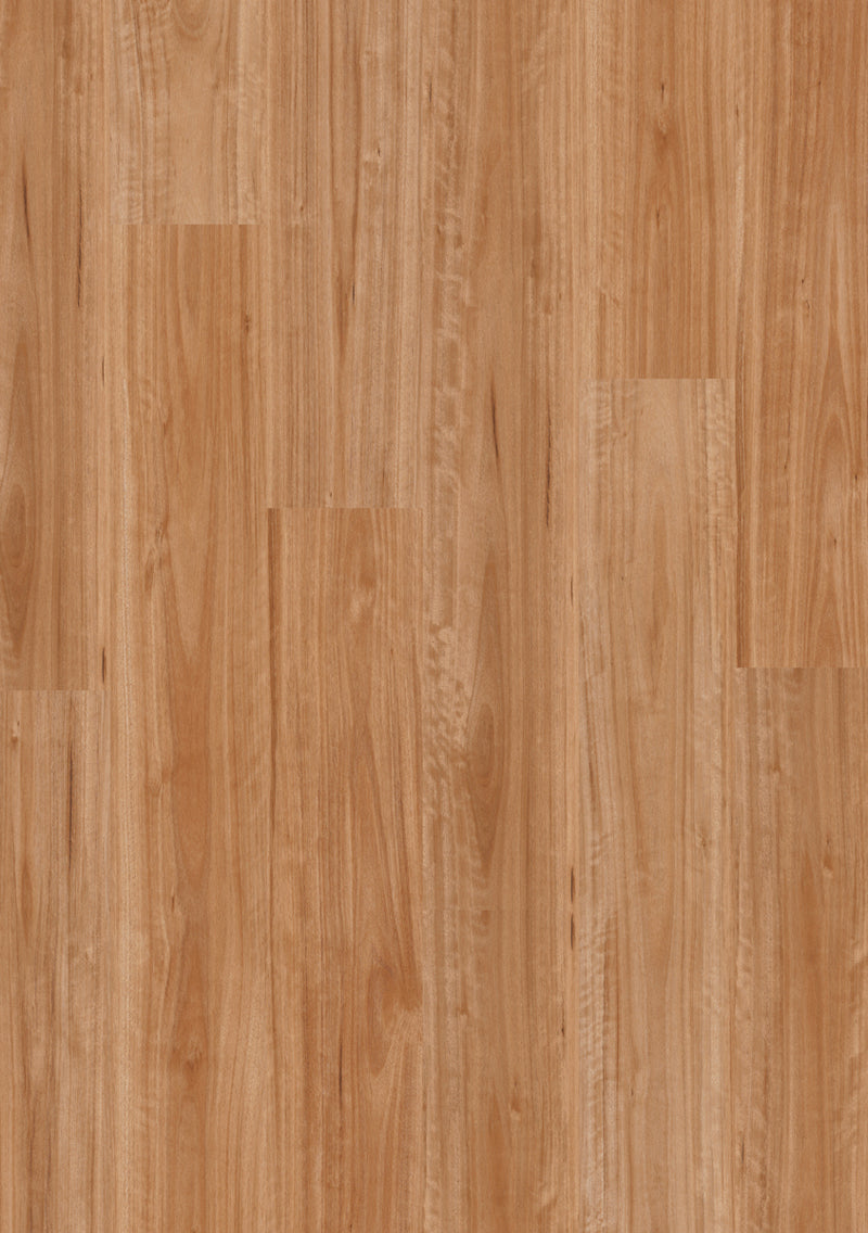 Blackbutt