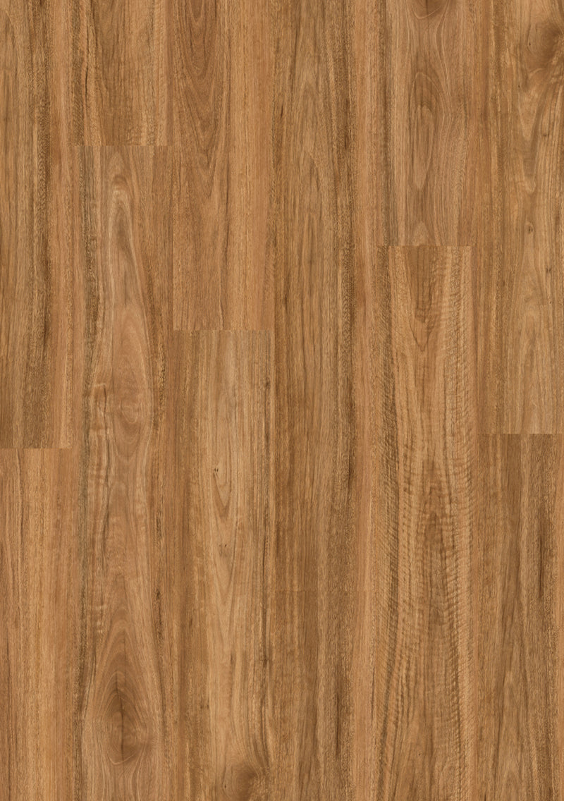 Spotted Gum