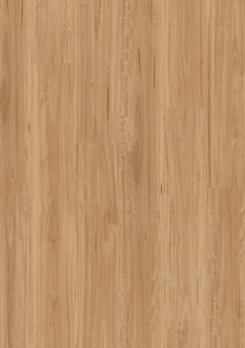 Bleached Blackbutt